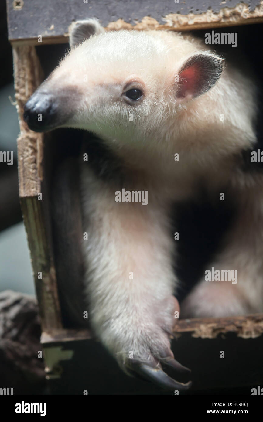 Southern tamandua (Tamandua tetradactyla), also known as the collared anteater or lesser anteater. Wildlife animal. Stock Photo