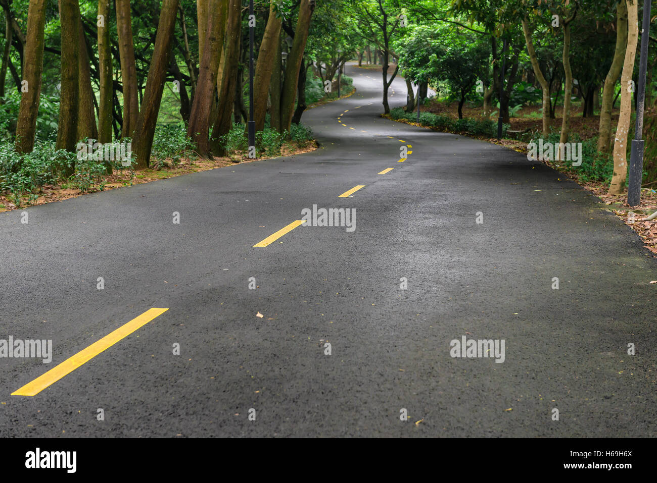 curved road with trees on both sides in the morning Stock Photo