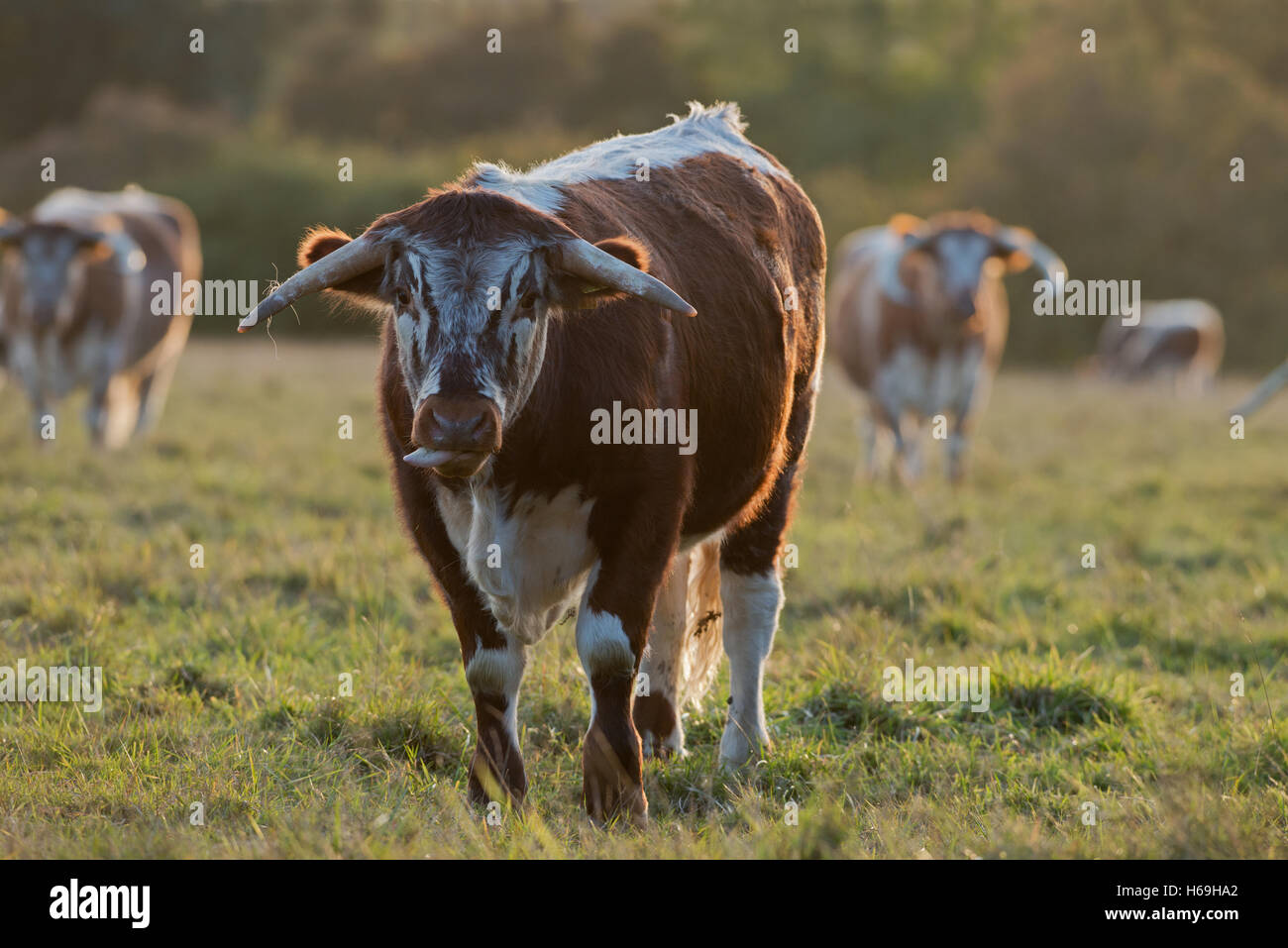 English Longhorn High Resolution Stock Photography and Images - Alamy