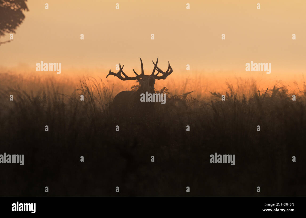 Red Deer (Stag) -Cervus elaphus, bellows at sunrise during the rutting season. Scotland. Stock Photo