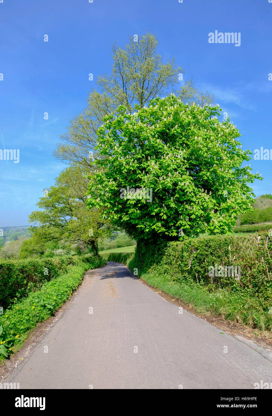 Narrow country road banked by trees and hedges in Hewelsfield near  Forest of Dean, Gloucestershire England UK Springtime Stock Photo