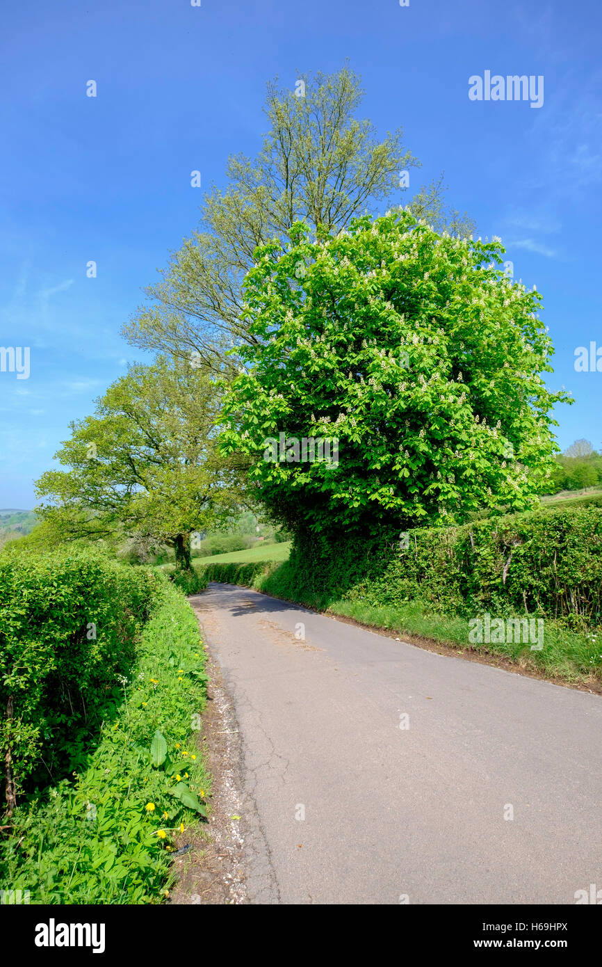 Narrow country road banked by trees and hedges in Hewelsfield near  Forest of Dean, Gloucestershire England UK Springtime Stock Photo