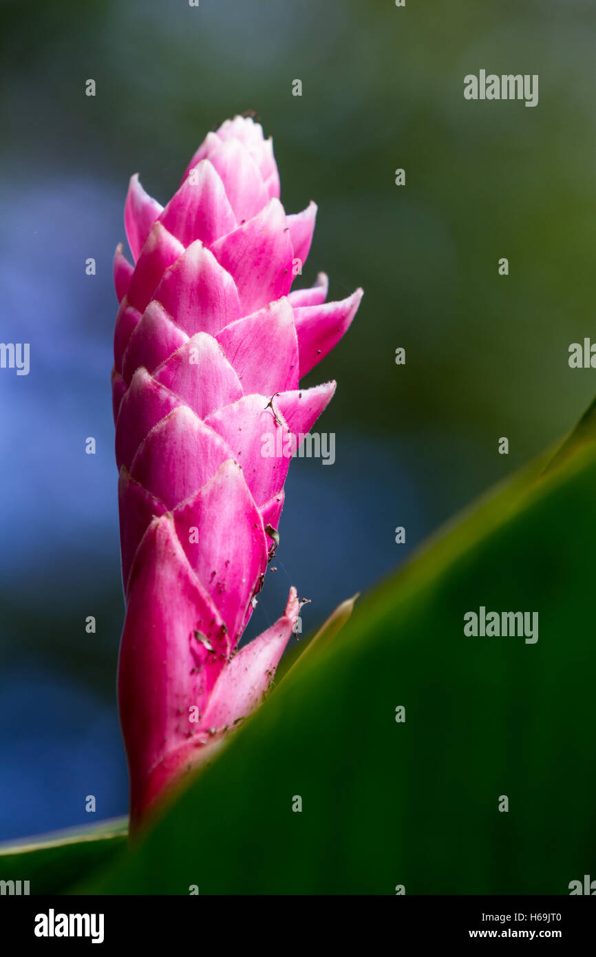 beautiful vivid pink bloom on a wild ginger plant in the Costa Rican