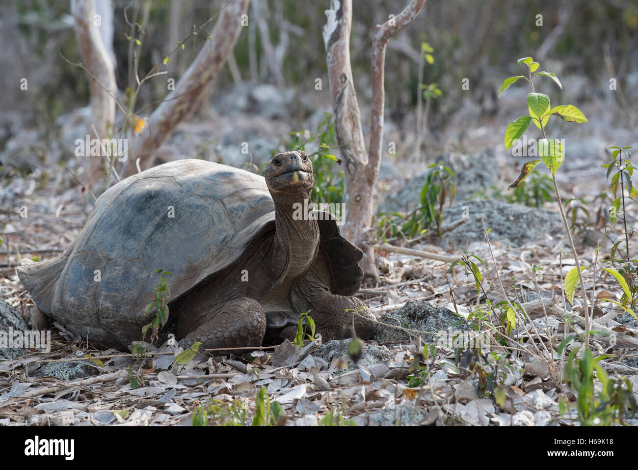 Wild giant tortoise in natural environment on Galapagos island, wildlife conservation scene of endangered turtle species. Stock Photo