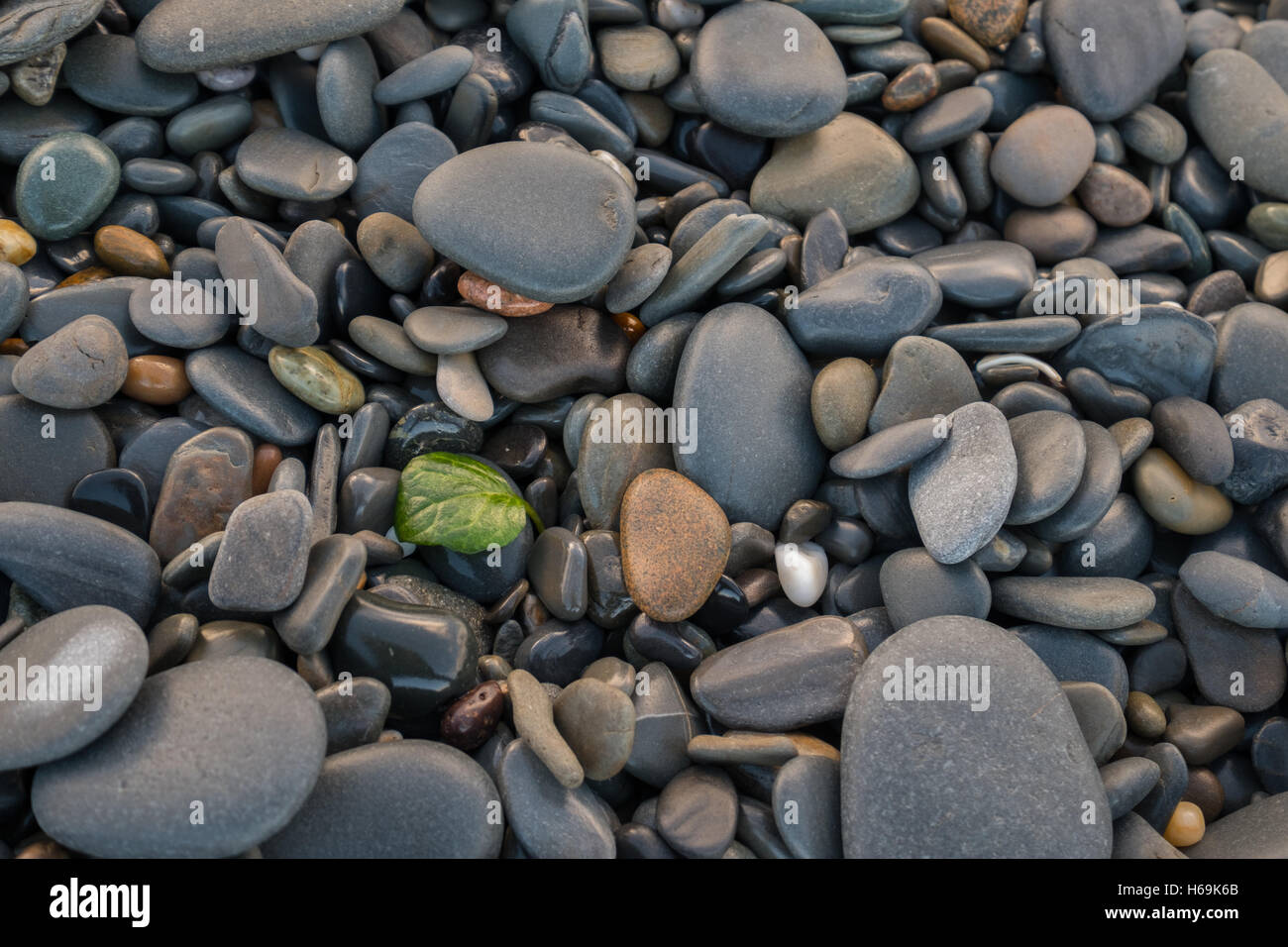 a leaf amongst the pebbles Stock Photo
