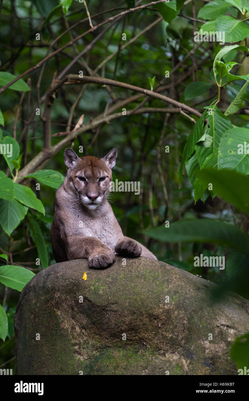beautiful puma laying on a large rock in a tropical rainforest of Costa