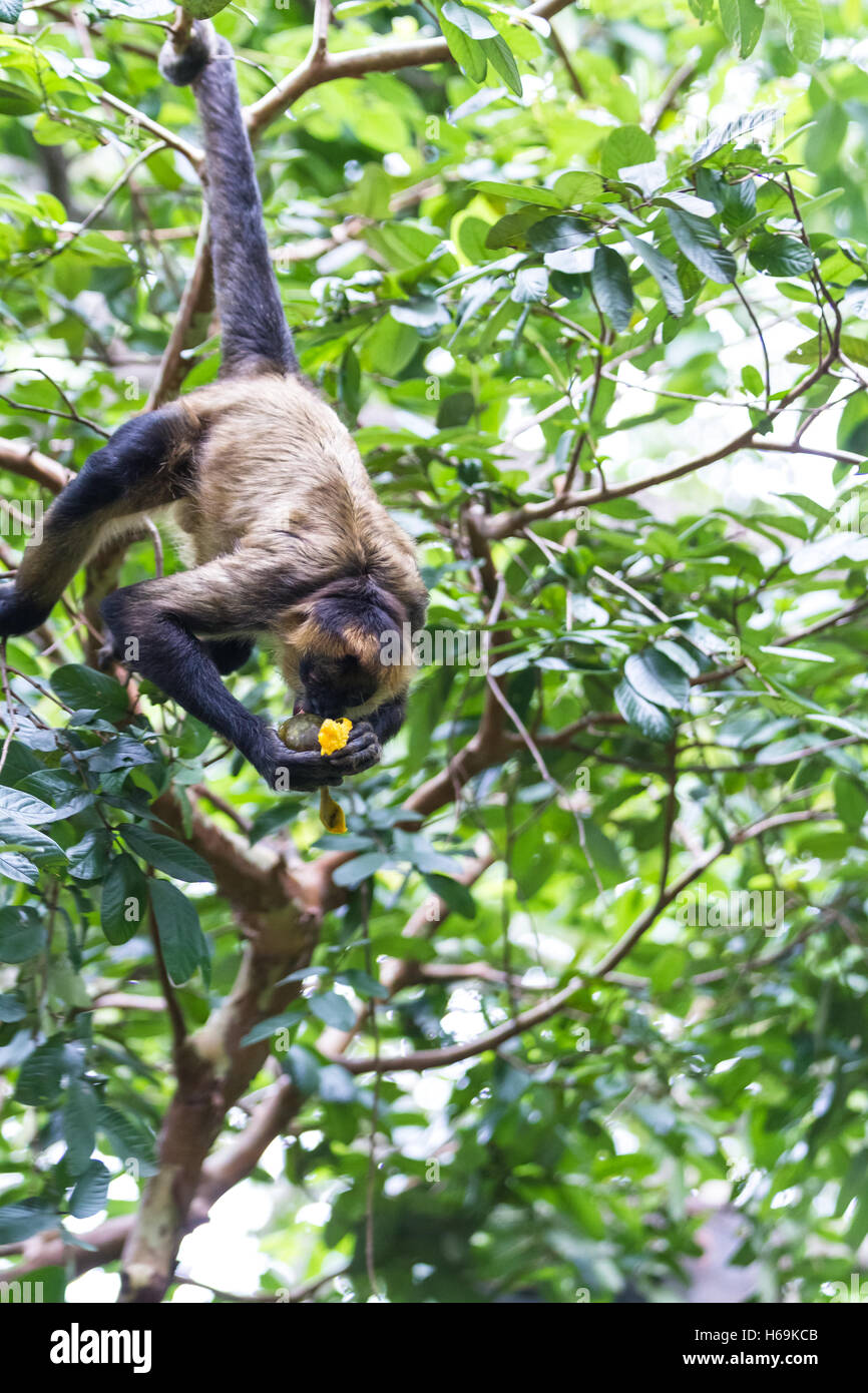 spider monkey hanging from a tree with his tail as he eats a ripe mango