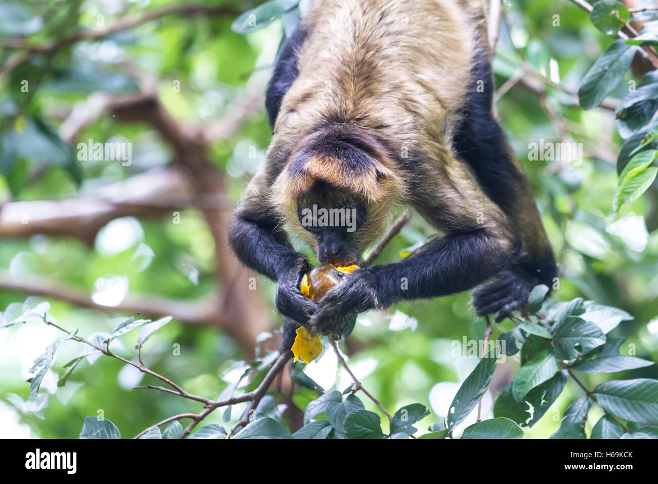 spider monkey hanging from a tree with his tail as he eats a ripe mango Stock Photo