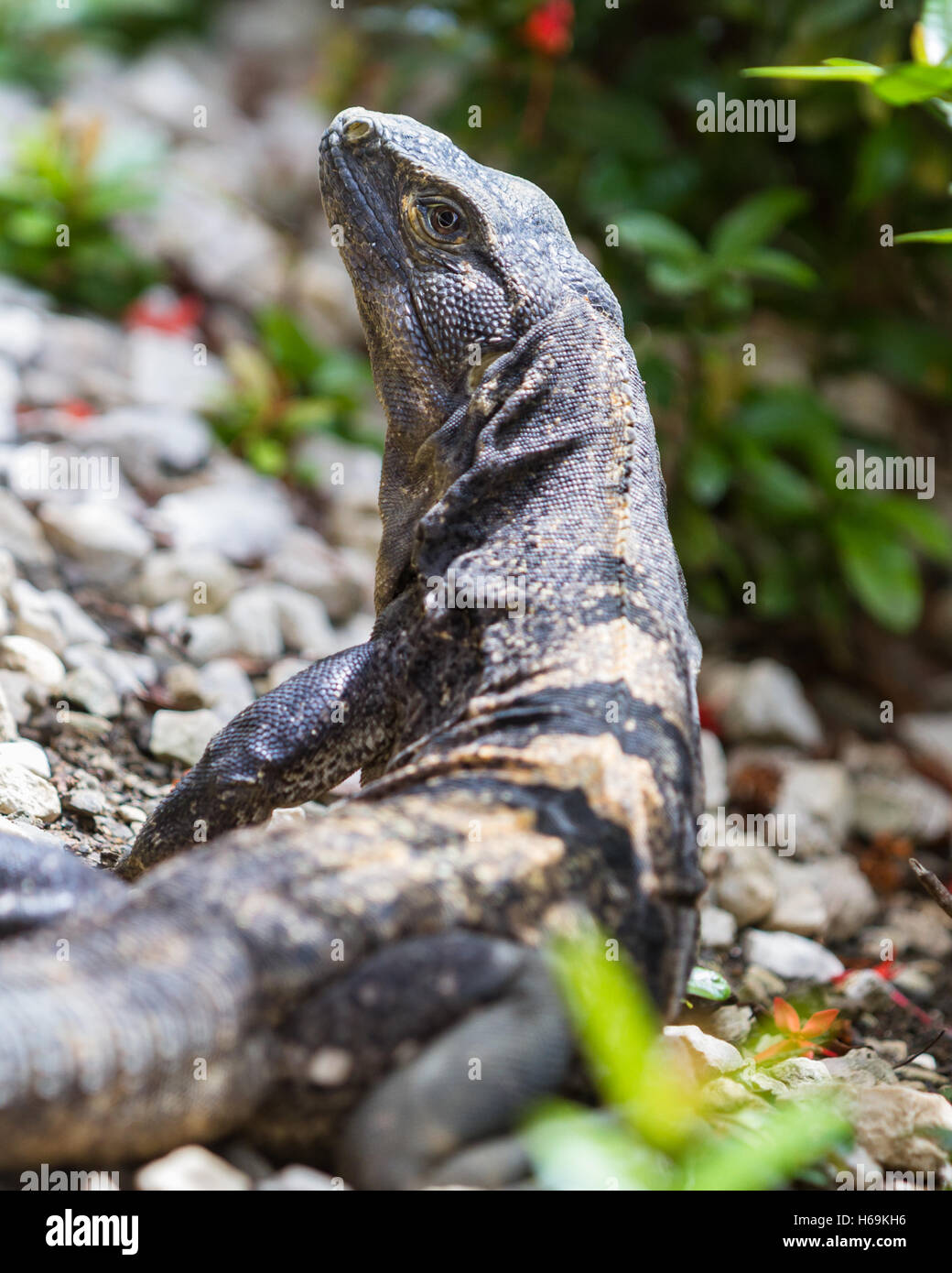 close up of a club tailed iguana walking on the ground in a rainforest of Costa Rica Stock Photo