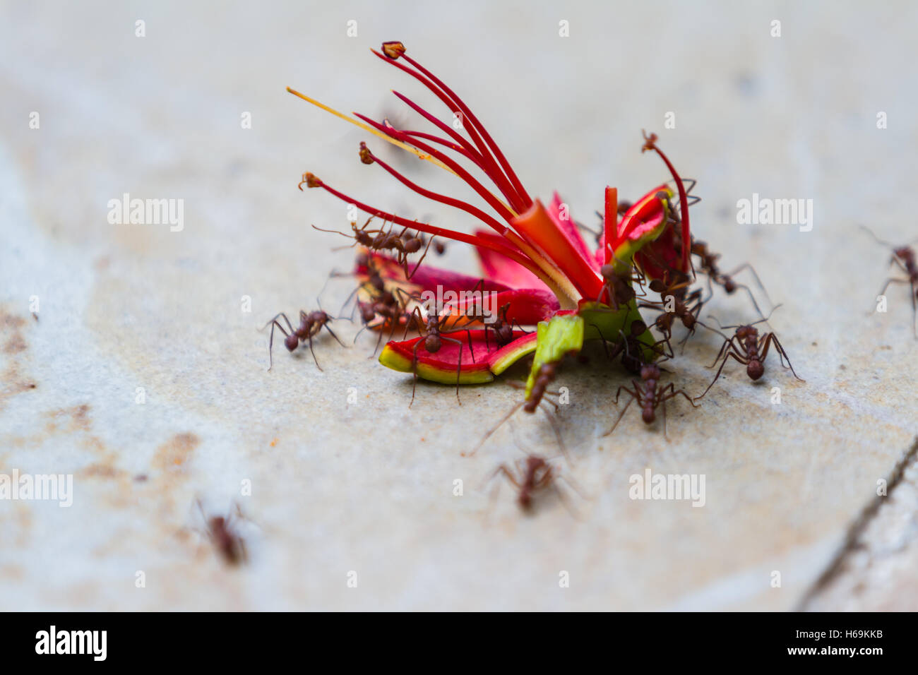 large red leaf cutter ants working as natures clean up crew by cutting
