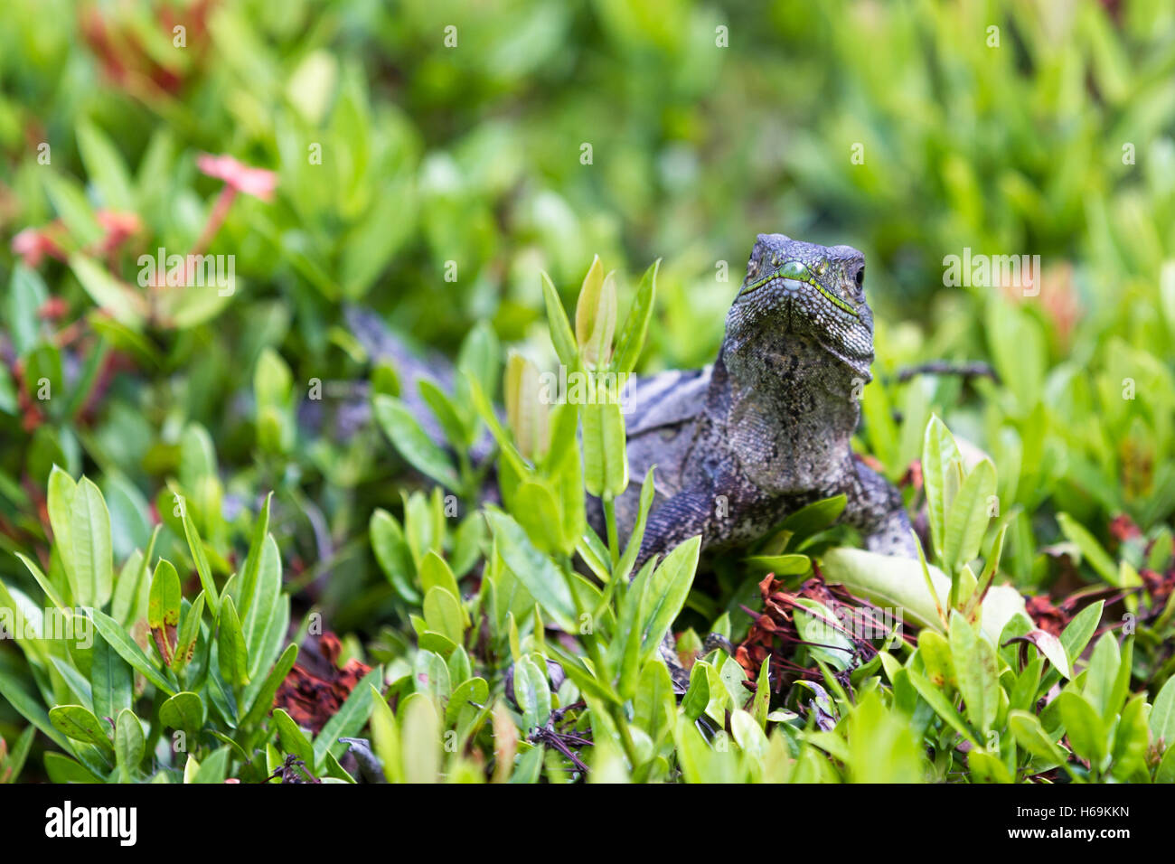 close up of a club tailed iguana walking on top of green bushes Stock Photo
