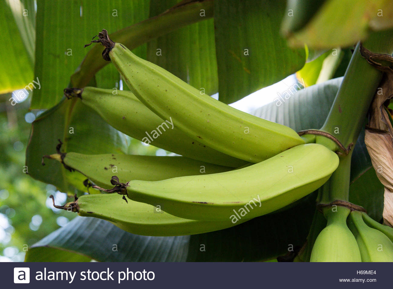 Plantain Tree Stock Photos & Plantain Tree Stock Images Alamy
