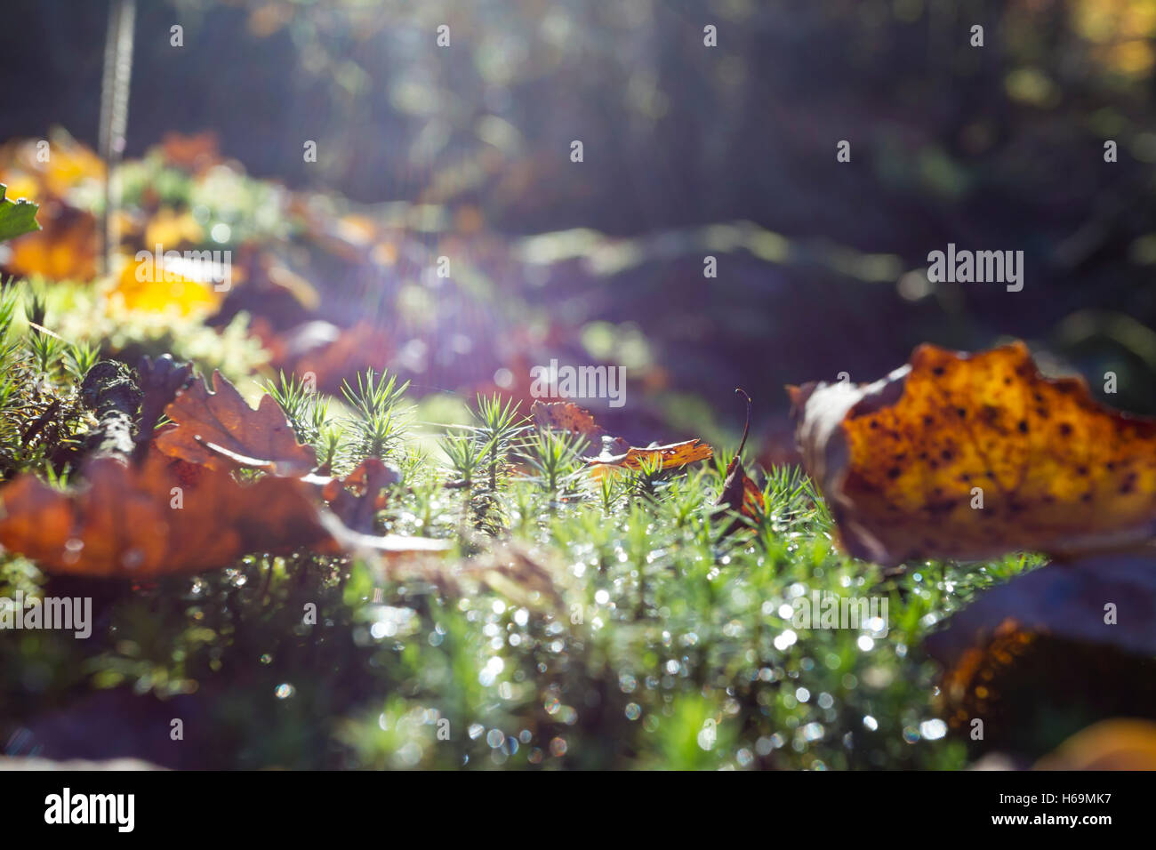 Herbstlaub im Gegenlicht, foliage in the backlight Stock Photo