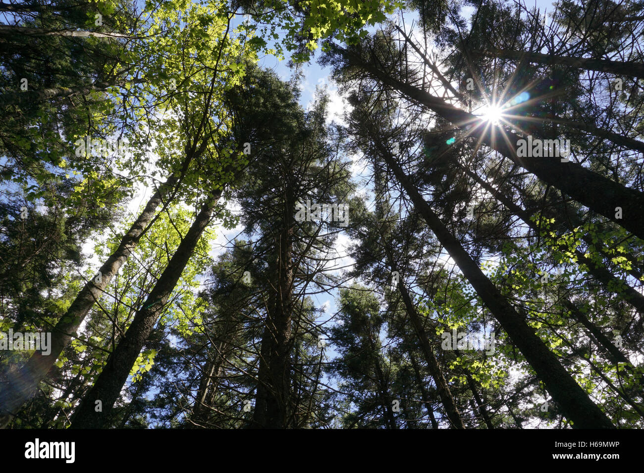 Sun through evergreen trees in West Virginia's Cranberry Wilderness Stock Photo Alamy