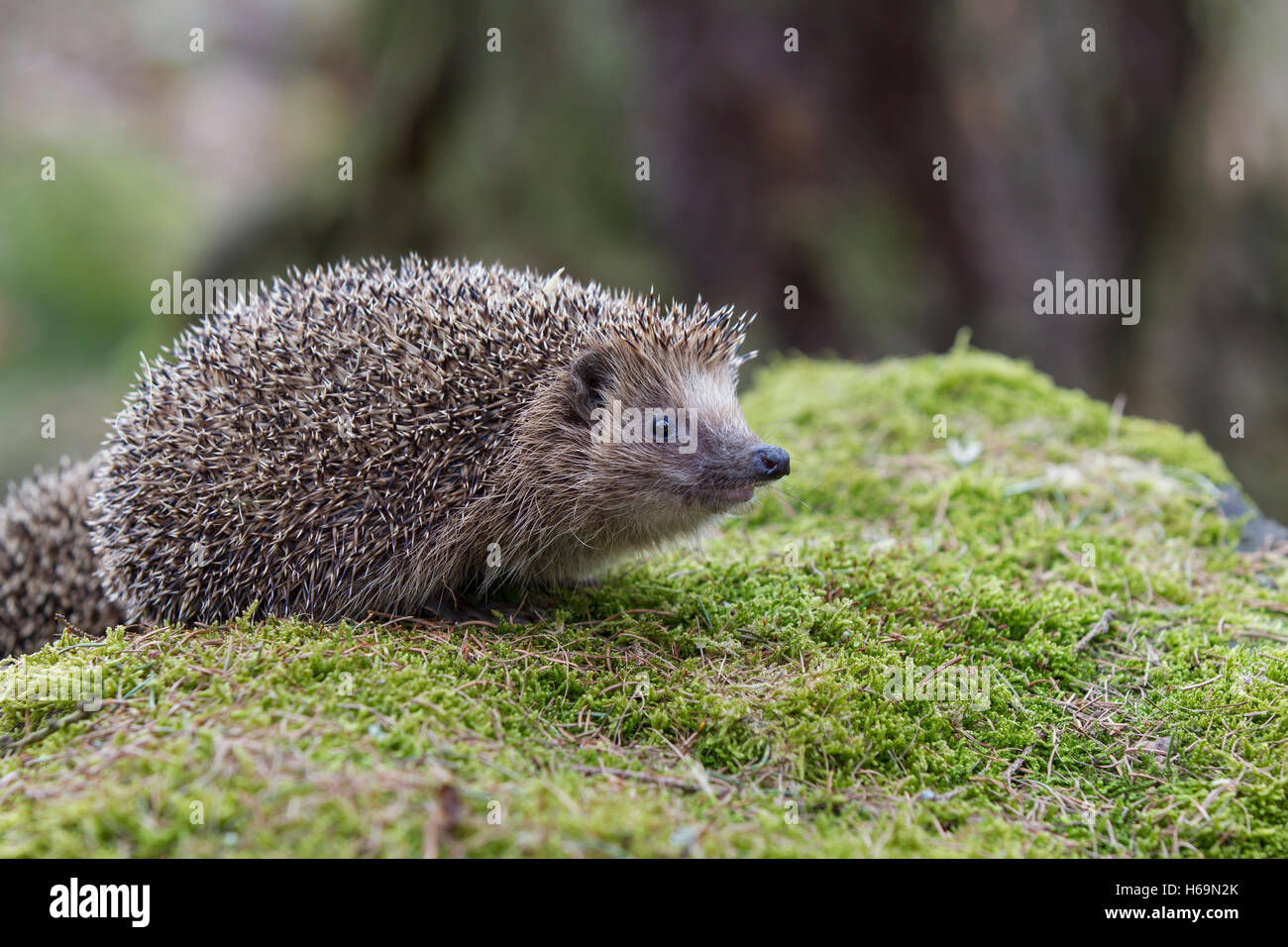 Igel, Erinaceus europaeus, Hedgehog Stock Photo