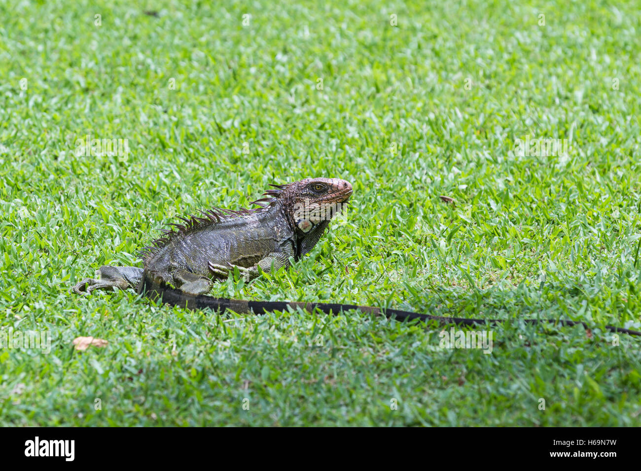 spiny tailed iguana close up in tropical Costa Rica Stock Photo