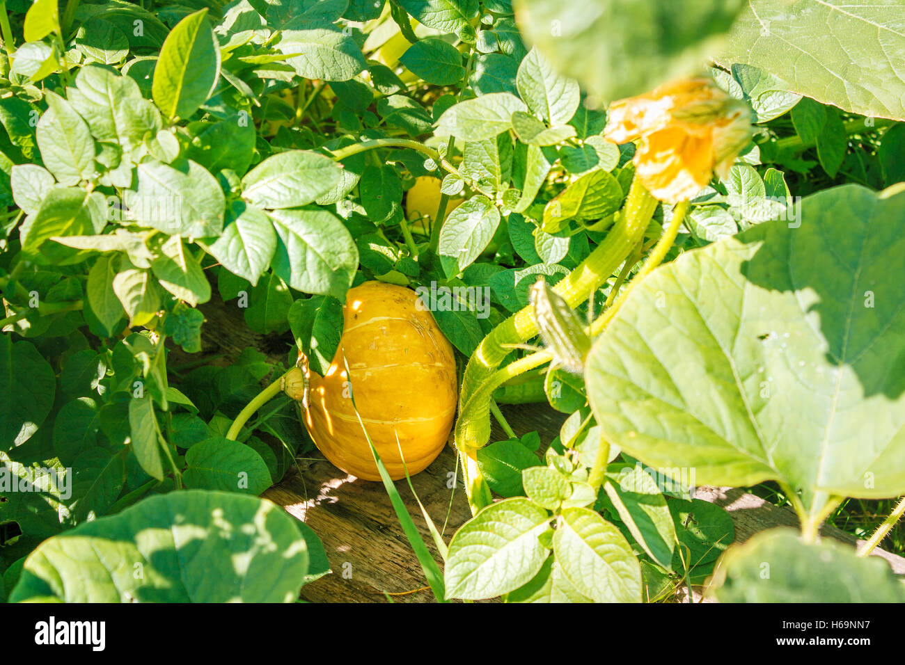 pumpkin growing in the garden on sunny summer day Stock Photo - Alamy