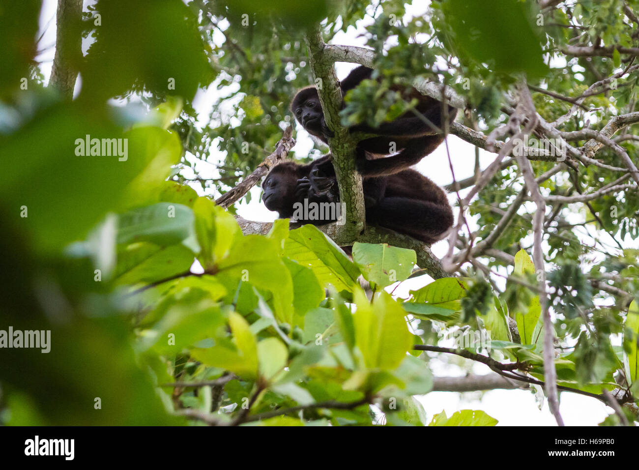 two young howler monkeys up in a tall tree in tropical Costa Rica Stock