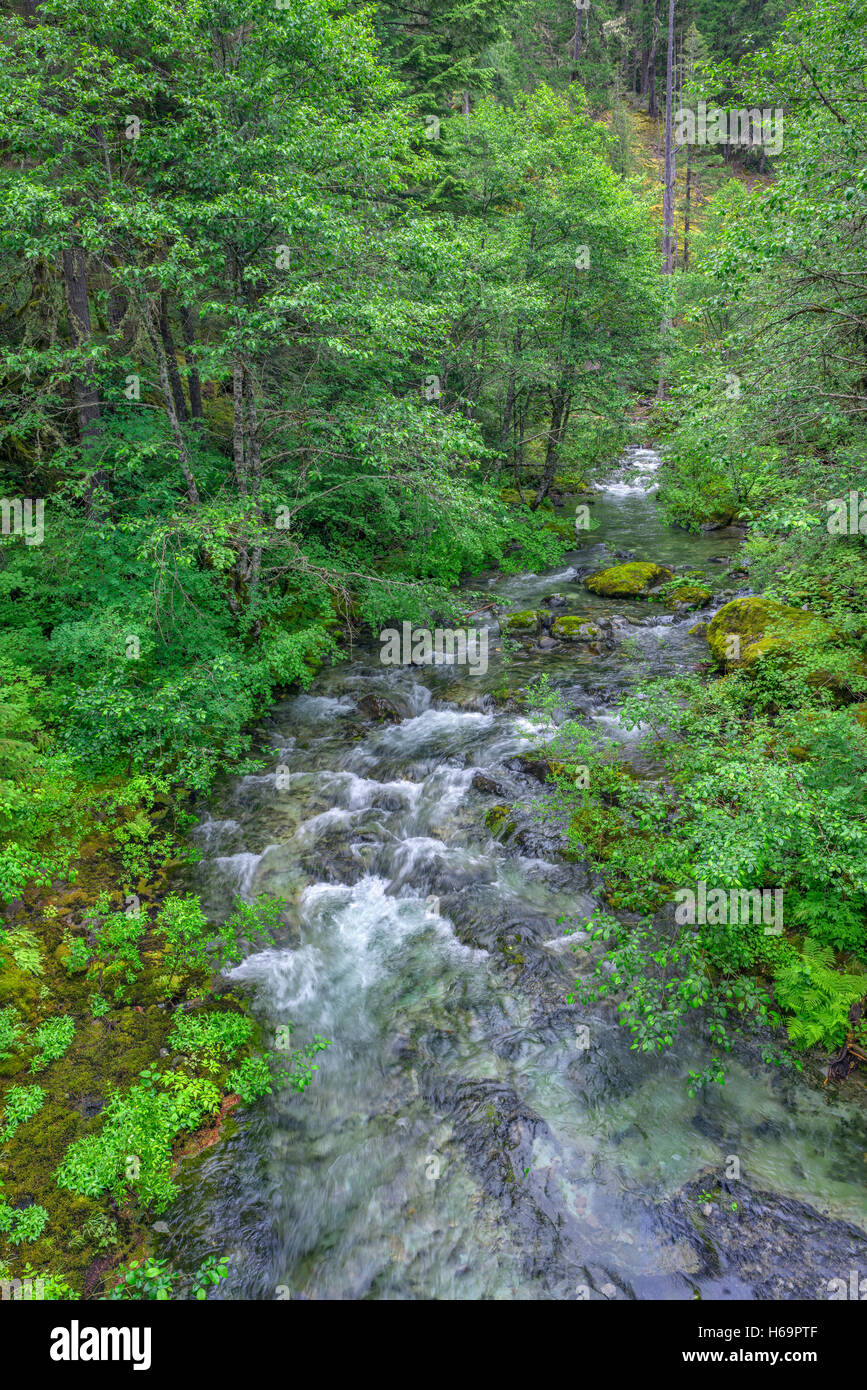 USA, Oregon, Willamette National Forest, Opal Creek Scenic Recreation Area, Battle Ax Creek with surrounding lush forest. Stock Photo