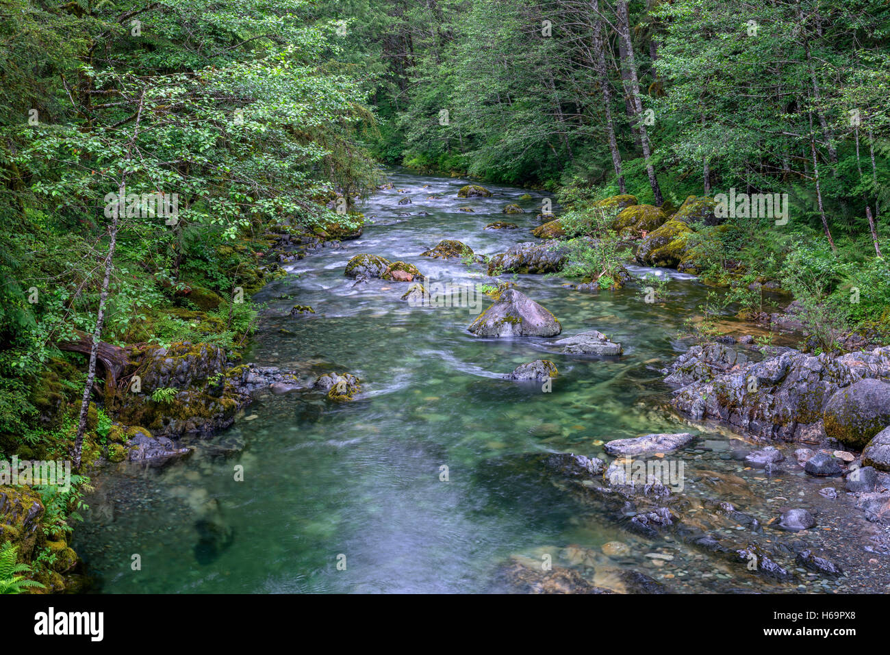 USA, Oregon, Willamette National Forest, Opal Creek Scenic Recreation Area, Little North Santiam River and lush forest in spring Stock Photo
