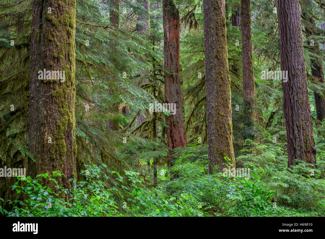 USA, Oregon, Willamette National Forest, Opal Creek Wilderness, Lush, old growth forest with Douglas fir and western hemlock. Stock Photo