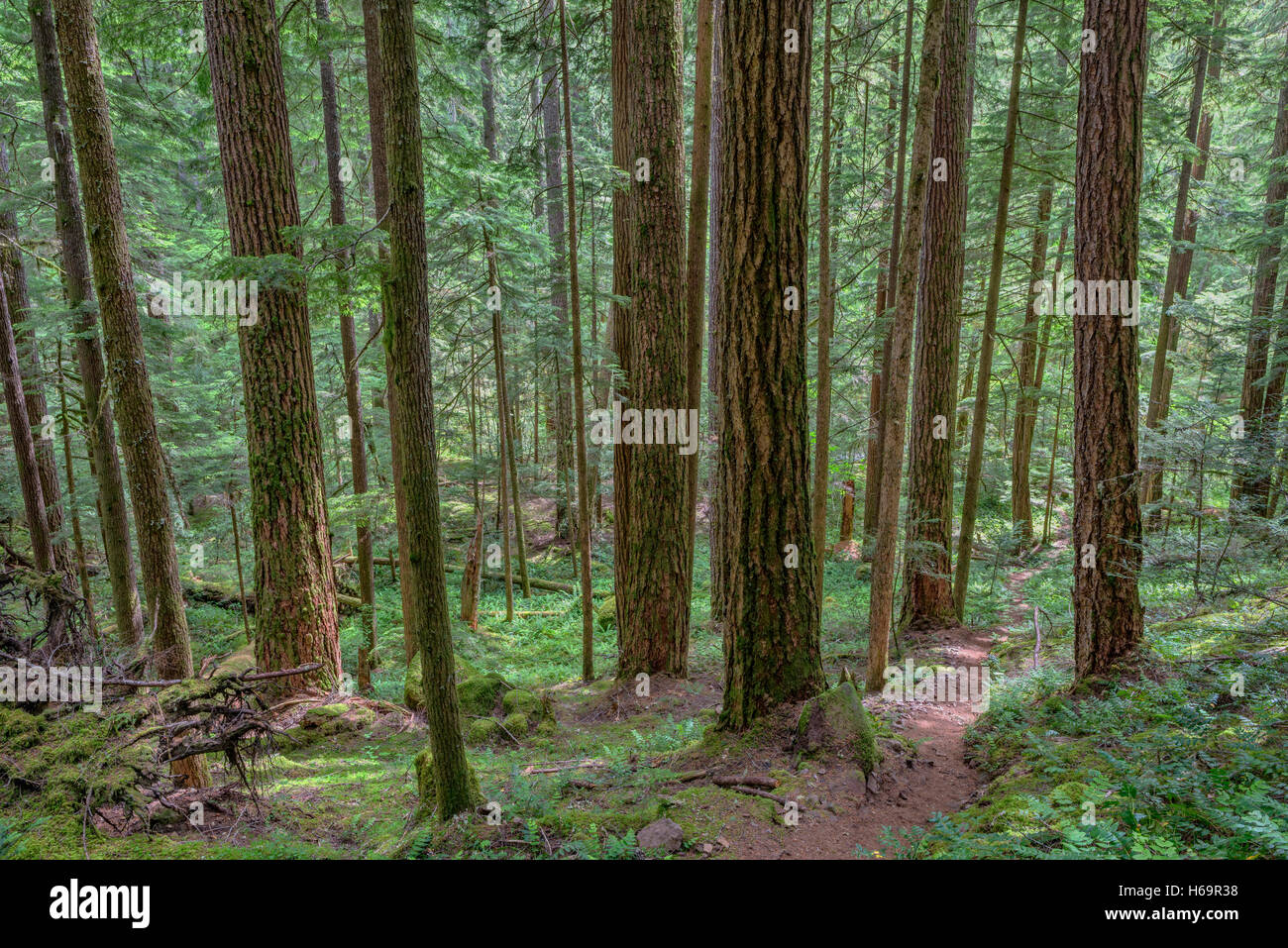USA, Oregon, Willamette National Forest, South Breitenbush Gorge Recreation Scenic Trail passes through old growth forest. Stock Photo