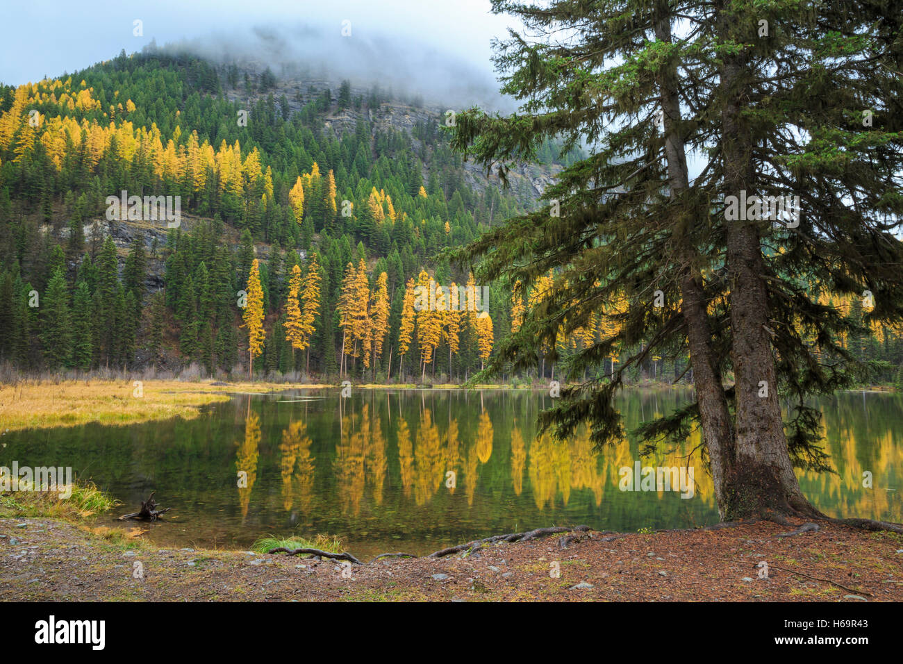 autumn colors at morrell lake in the swan range near seeley lake, montana Stock Photo