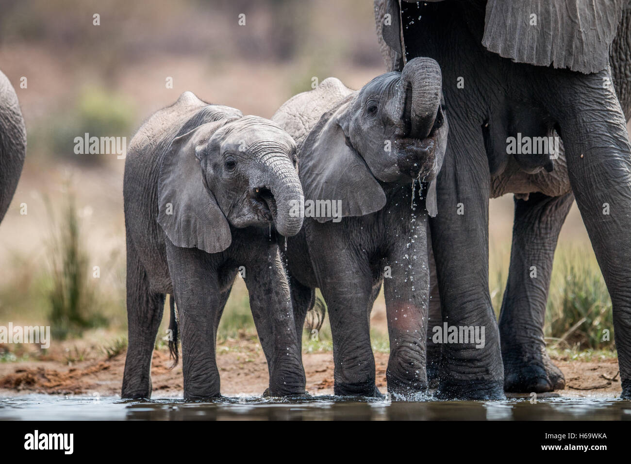 Drinking Elephants in the Kruger National Park, South Africa Stock