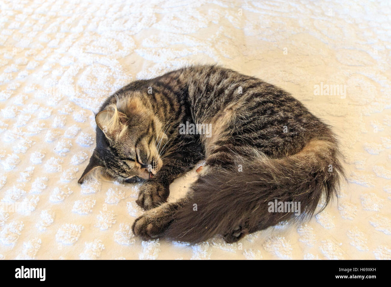 One of the dozens of six toed cats that now live in the former Hemingway home which has been turned into a museum in Key West Stock Photo