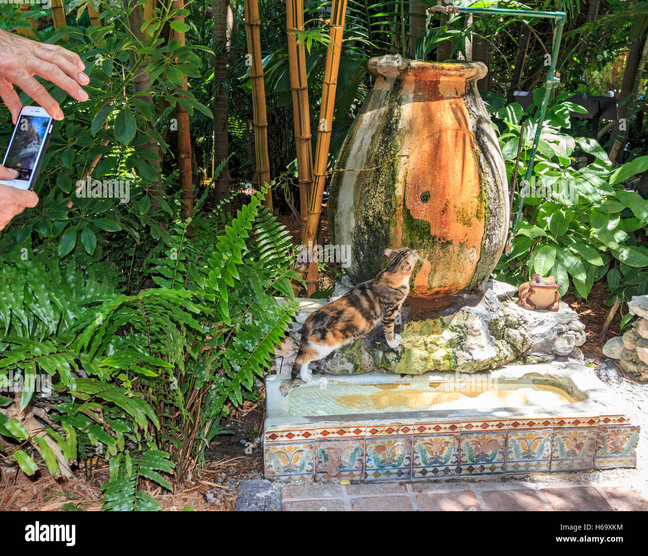 One of many six toed cats that live in the former Hemingway home, now a museum in Key West, Florida. Stock Photo