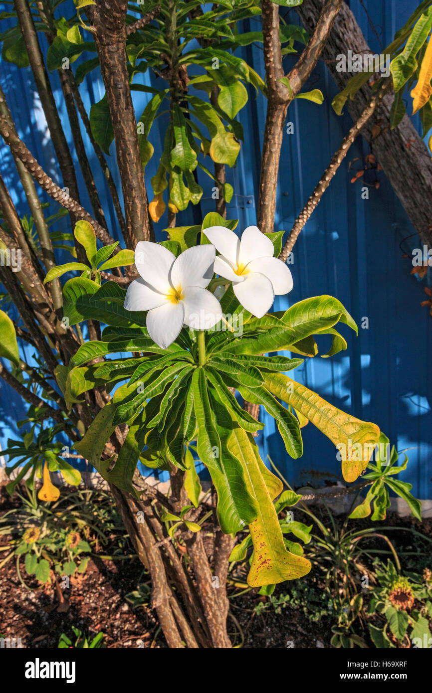 White Plumeria Flower Growing In Key West Florida This Flower Is Popular For Flower Necklaces Or Leis In Hawaii Stock Photo Alamy