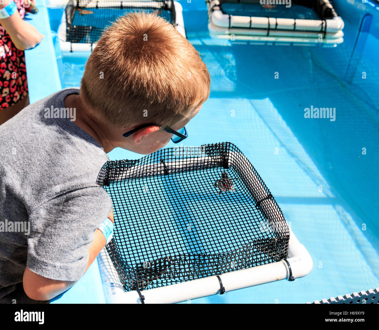 Little boy watches one of the rescued turtles at the Turtle Hospital in Marathon, Florida. Stock Photo