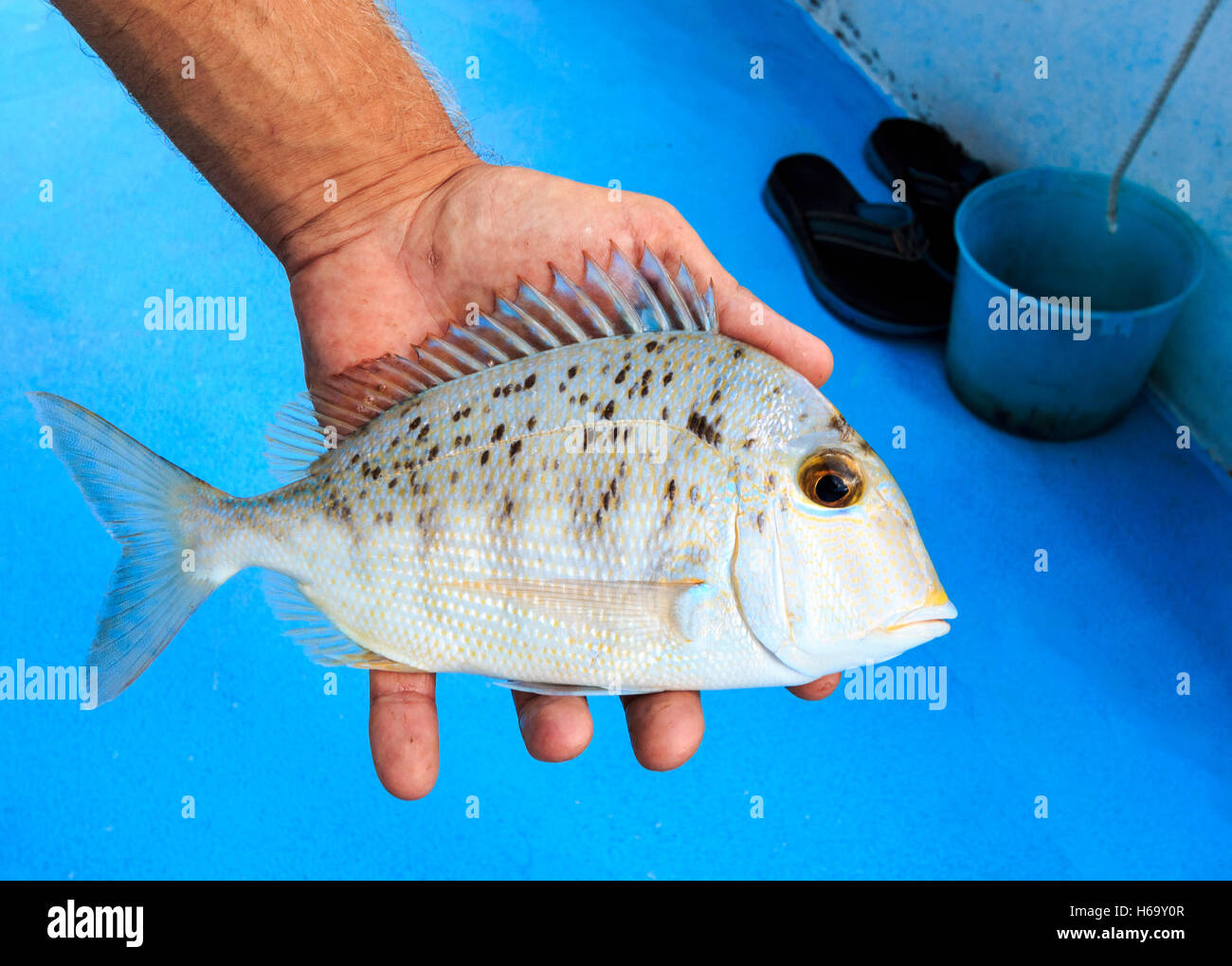 Porgy hi-res stock photography and images - Alamy