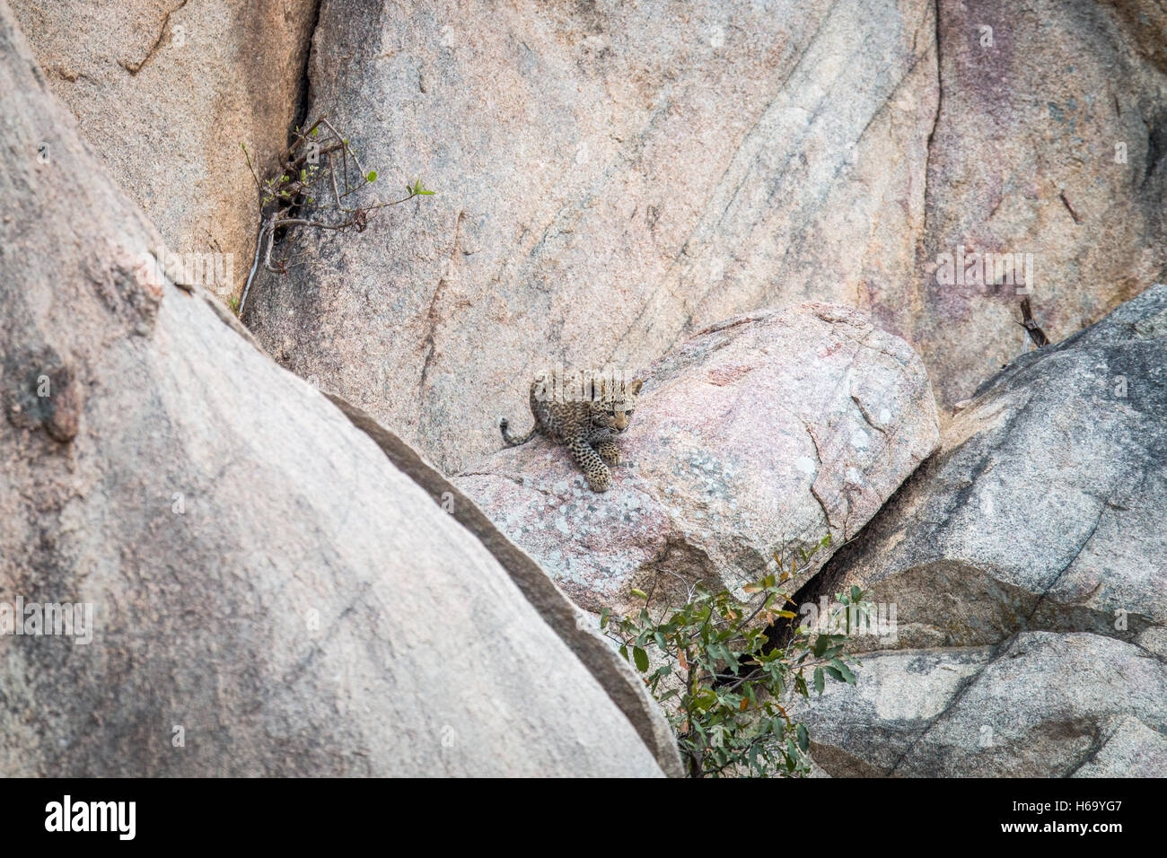 Leopard Rovks Leopard cub sitting on rocks in the Kruger National Park, South Africa ...