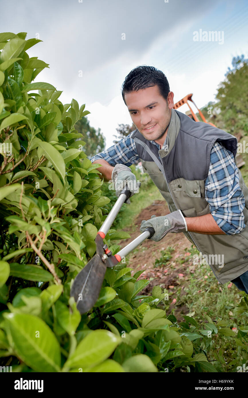 cutting the bush Stock Photo Alamy