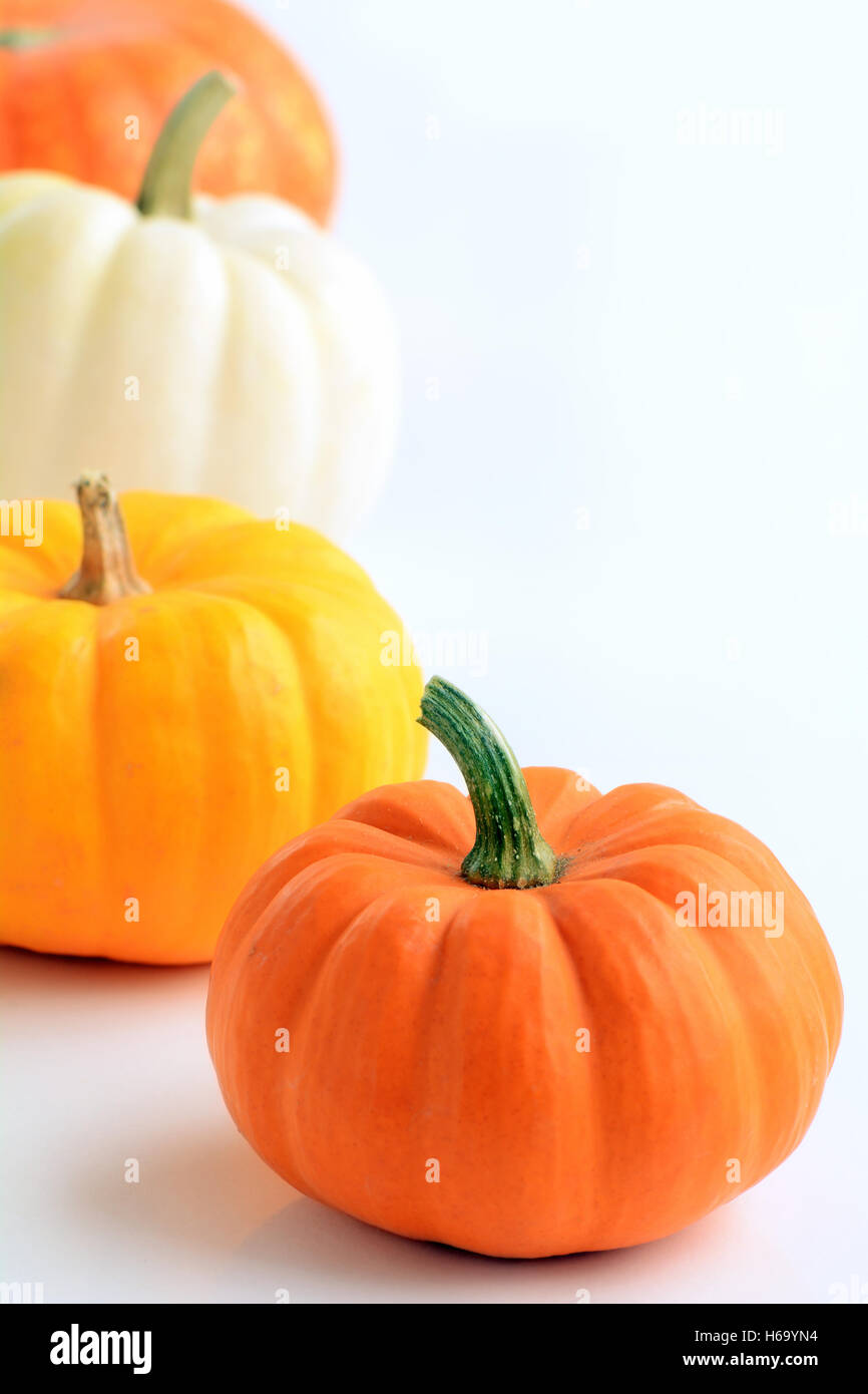Colorful miniature pumpkins in vertical format on white background with room for text.  Macro with shallow DOF in natural light. Stock Photo
