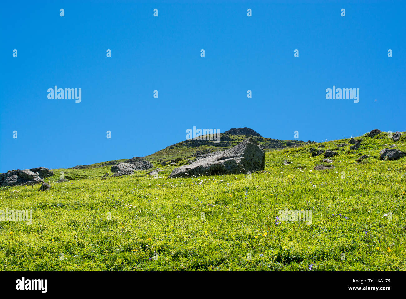 Green grass for use as nature background Stock Photo - Alamy