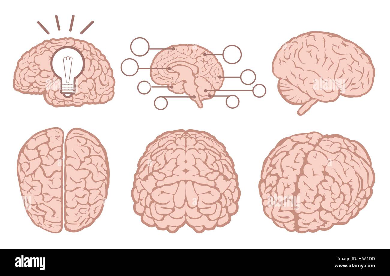 Human brain flat set Stock Vector Image & Art - Alamy