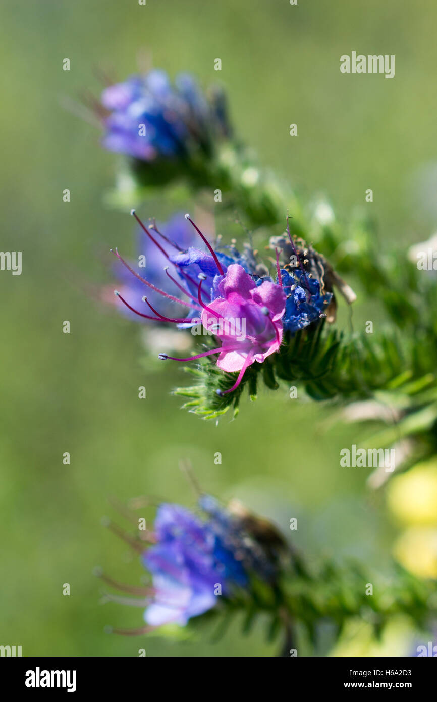 Beautiful fresh flowers in nature background Stock Photo Alamy