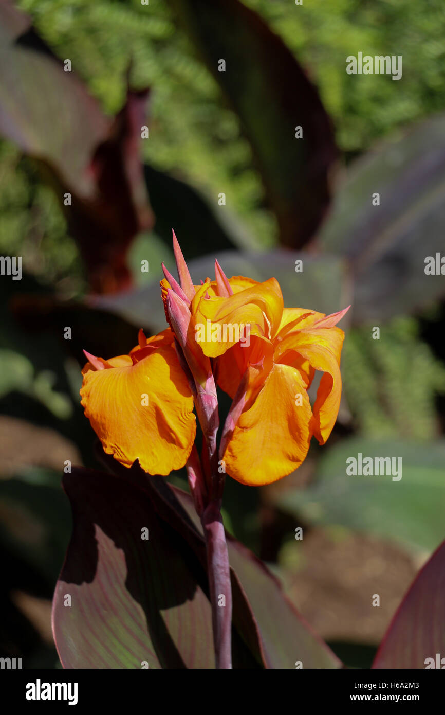 Beautiful fresh Iris flowers in nature background Stock Photo