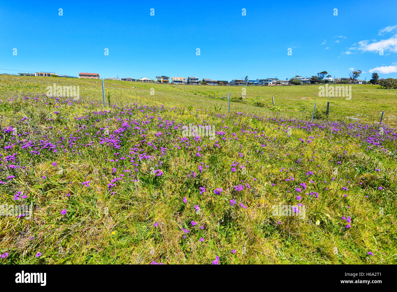 Seaside properties along the Coast Path with wildflowers in spring, Kiama Heights, Illawarra Coast, New South Wales, NSW, Australia Stock Photo