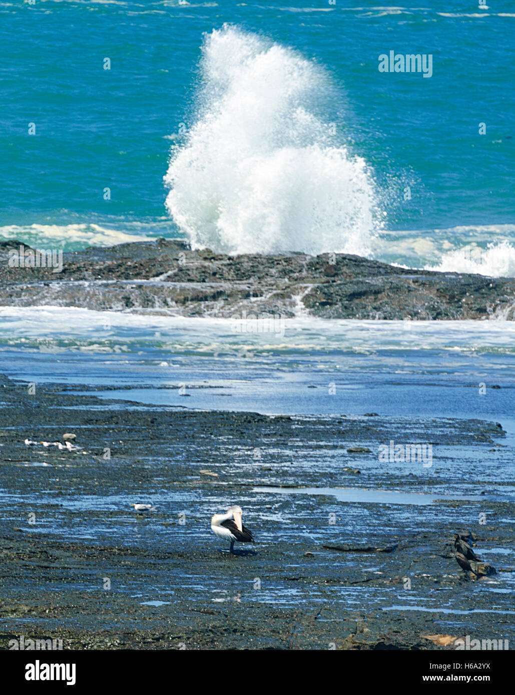 Australian Pelican (Pelecanus conspicillatus) preening on the rock shelf during a swell on the Illawarra Coast, Gerroa Headland, New South Wales, NSW, Stock Photo