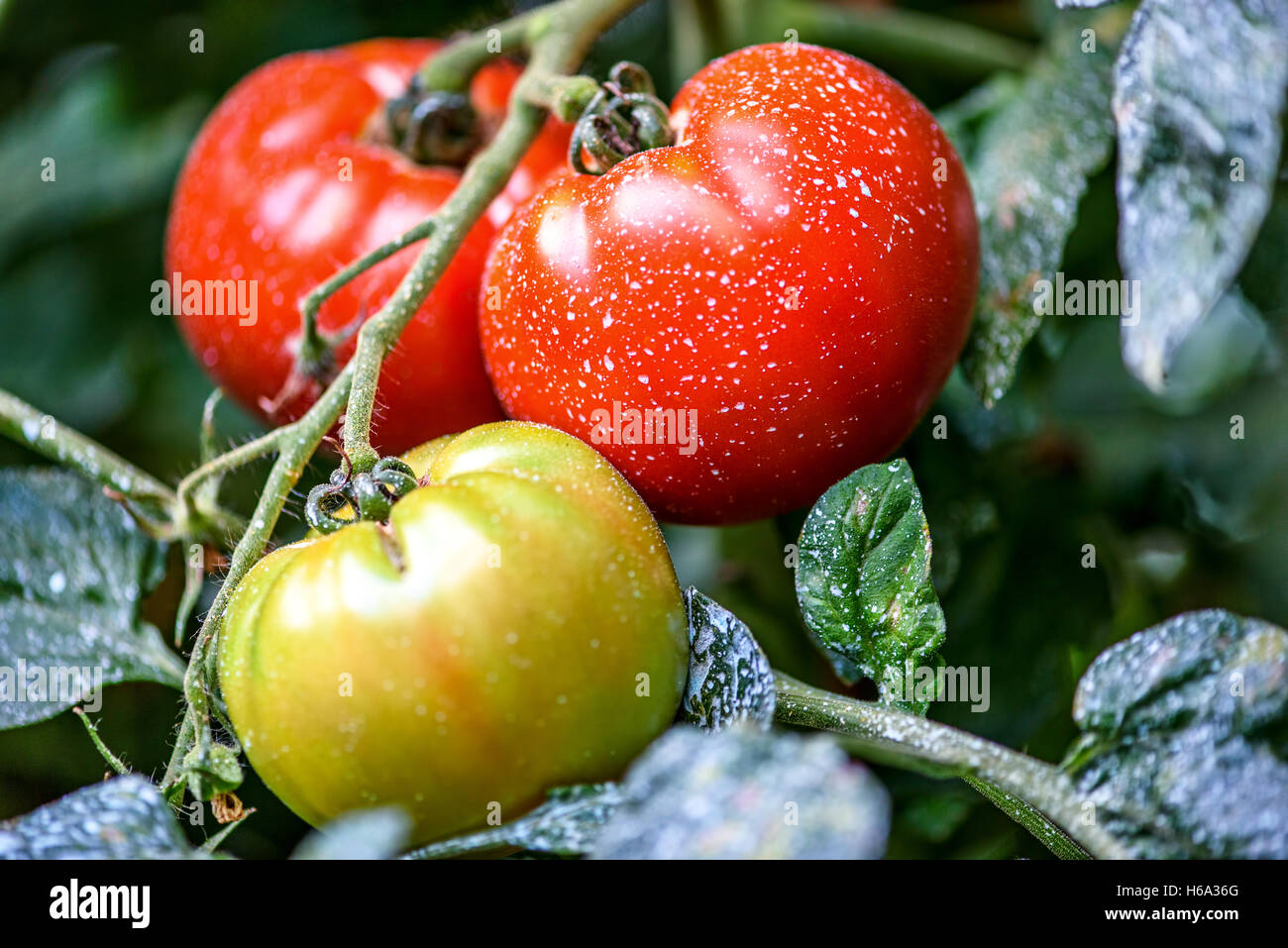 Ripe natural tomatoes growing on a branch in a greenhouse. Shallow ...