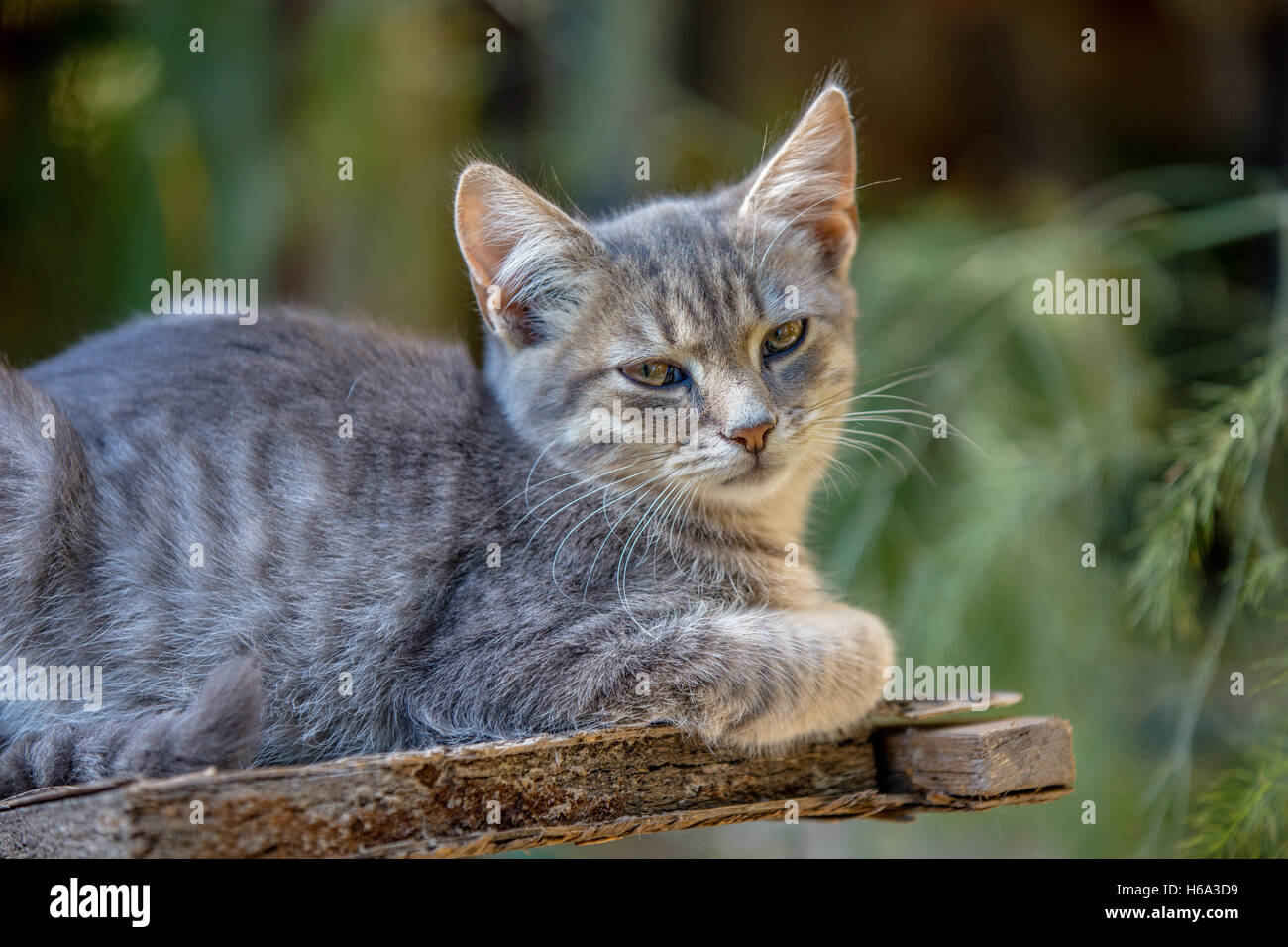 Grunge cat hi-res stock photography and images - Alamy