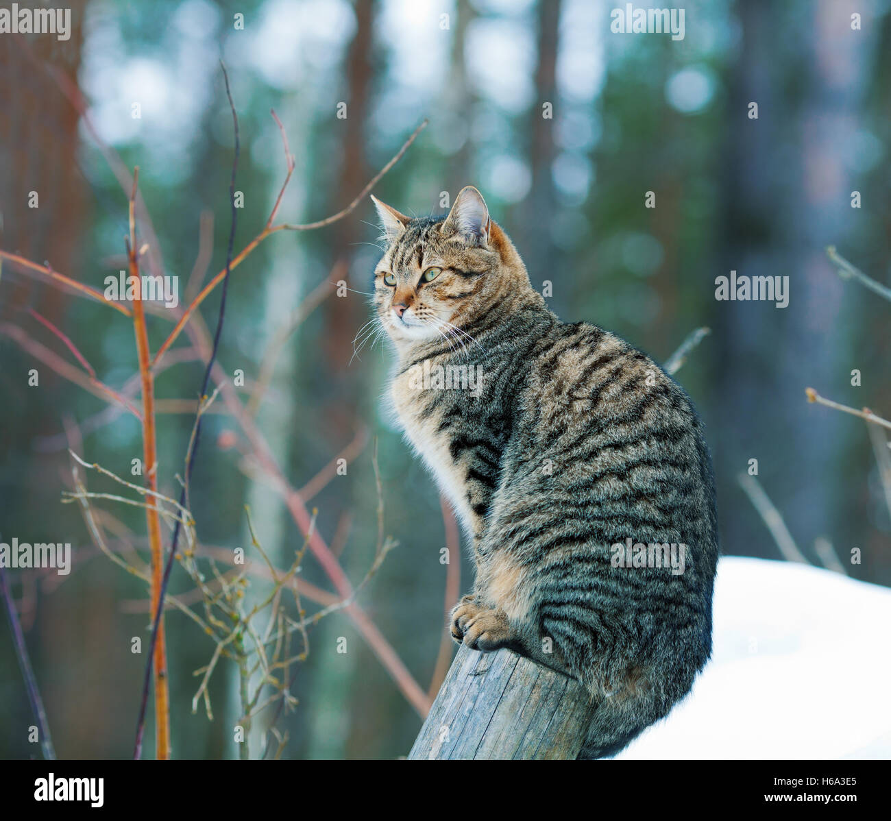 The cat sits on a wooden pole in the woods Stock Photo - Alamy