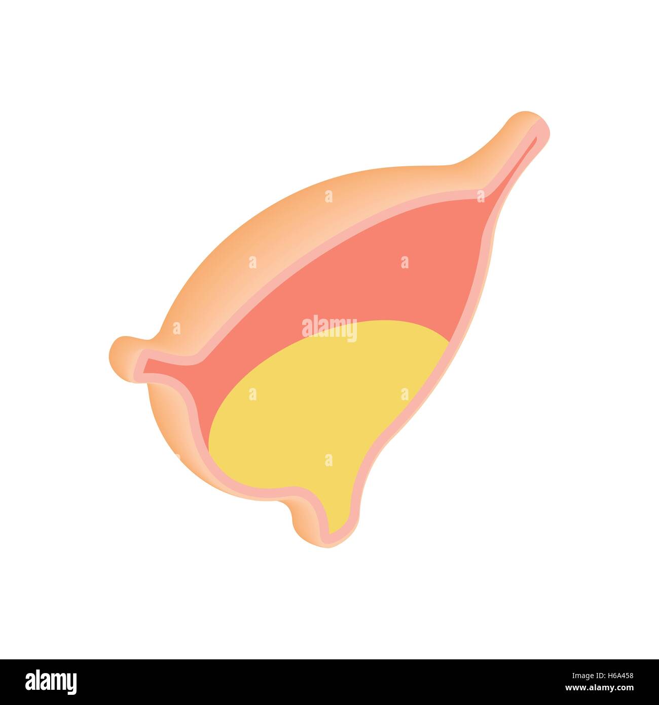 Urinary bladder with urine icon Stock Vector Image & Art - Alamy