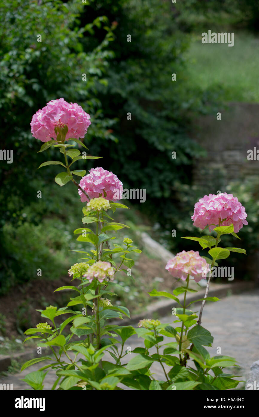 Beautiful hydrangea flowers in nature background Stock Photo - Alamy