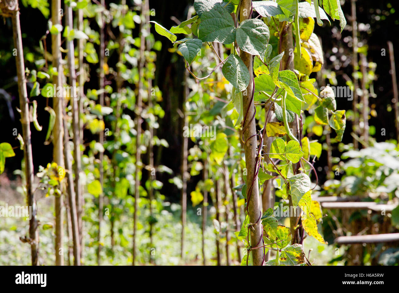 string bean in the garden Stock Photo Alamy