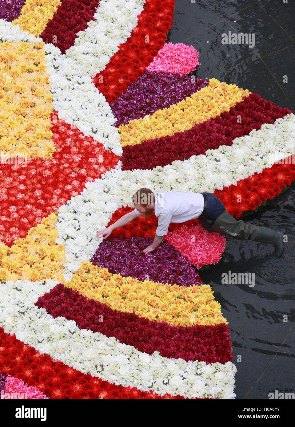 Floral artist James Buswell puts the finishing touches to a 9x9m rangoli-style flower installation in the fountain at Cabot Square, Canary Wharf, London, made with over 6,000 flowers to celebrate Diwali, the Festival of Light. Stock Photo