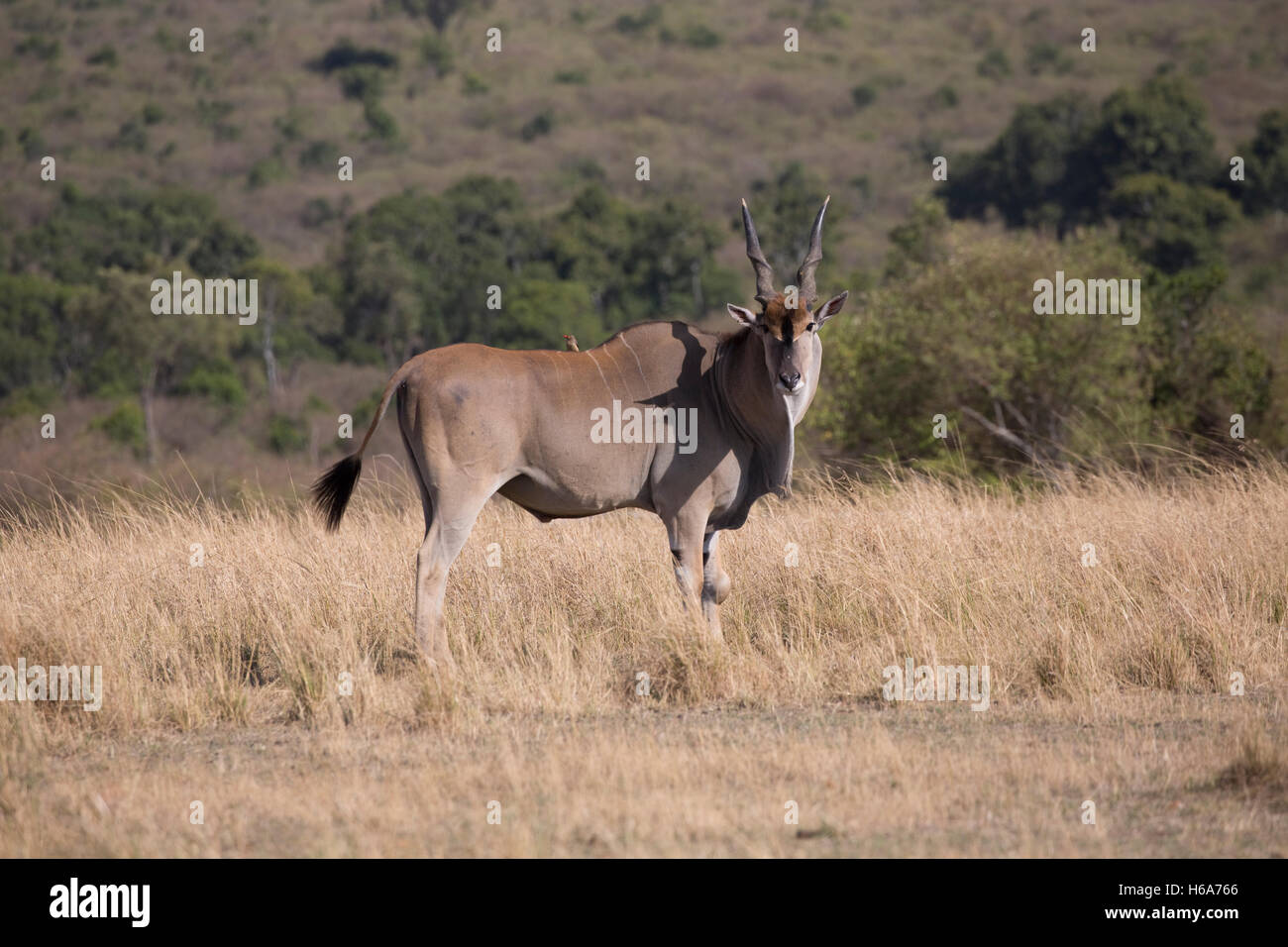 one Eland Taurotragus oryx in dry savannah grassland Masai Mara Kenya ...